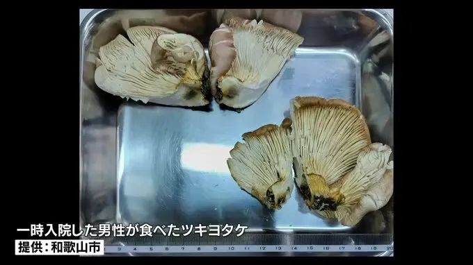 日本大爷上山采蘑菇吃完差点没命，大爷：问了AI说没毒才吃的…