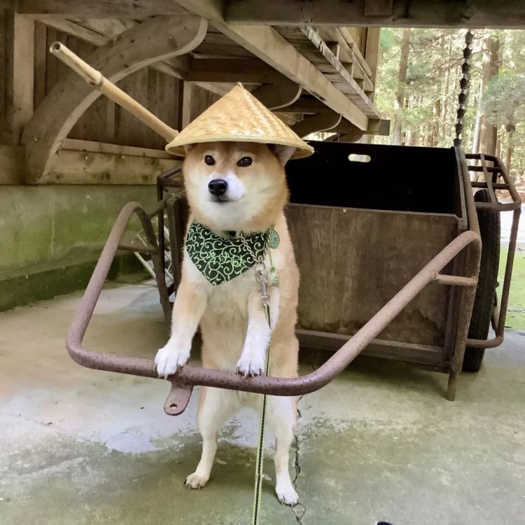 第267期:新一批731细菌战罪证公布;日本年度汉字揭晓;日本近7成支持女性天皇?日本将没有大熊猫?| 百通板 第267期:新一批731细菌战罪证公布;日本年度汉字揭晓;日本近7成支持女性天皇?日本将没有大熊猫?| 百通板