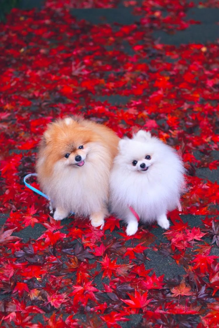 第265期：高市早苗名言当选日本年度流行语？东京拟提高住宿税；滨崎步演唱会紧急叫停？| 百通板