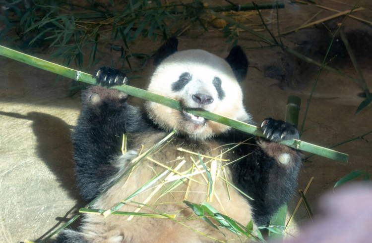 日本将没有大熊猫? 粉丝大排长龙告别 日本将没有大熊猫? 粉丝大排长龙告别