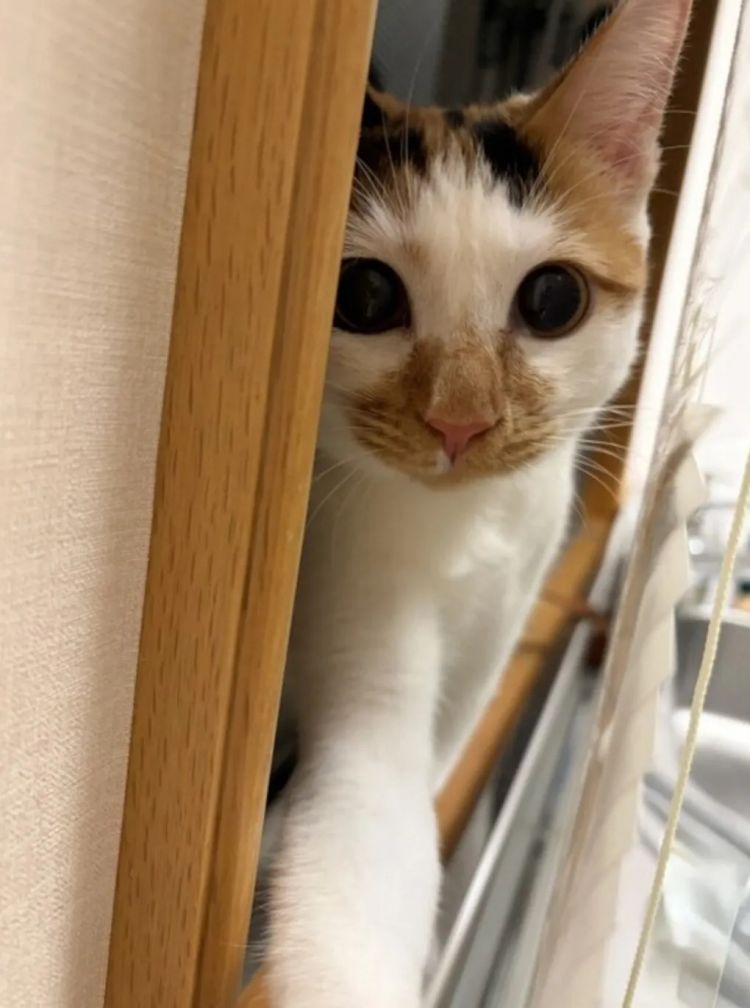 第265期：高市早苗名言当选日本年度流行语？东京拟提高住宿税；滨崎步演唱会紧急叫停？| 百通板