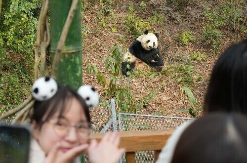中国大熊猫基地日本游客激增 香香成顶流 中方:欢迎访华 中国大熊猫基地日本游客激增 香香成顶流 中方:欢迎访华