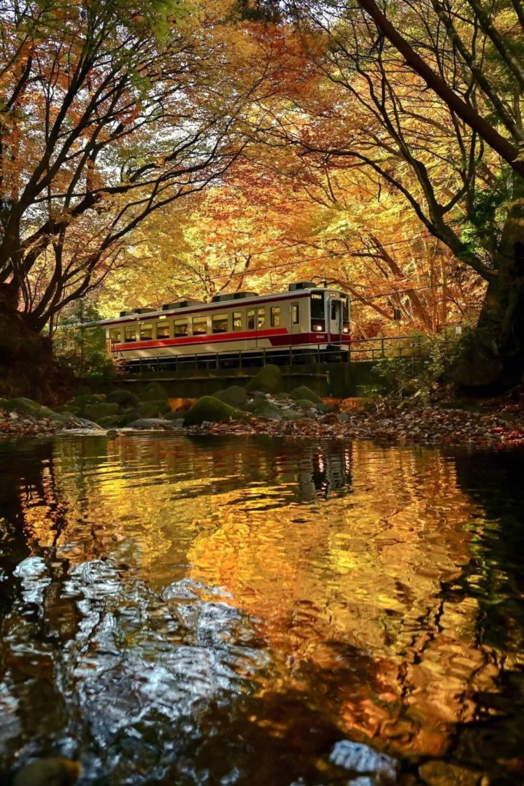 第269期:日本投入62亿应对熊害;松田圣子加盟红白;堂本光一宣布结婚;日本出生 第269期:日本投入62亿应对熊害;松田圣子加盟红白;堂本光一宣布结婚;日本出生