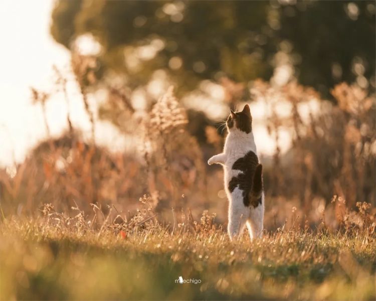 第271期：中国对日本实施出口管制；北海道餐馆墙壁藏尸？高市早苗将解散众议院 日本或提前大选？XG改名 | 百通板