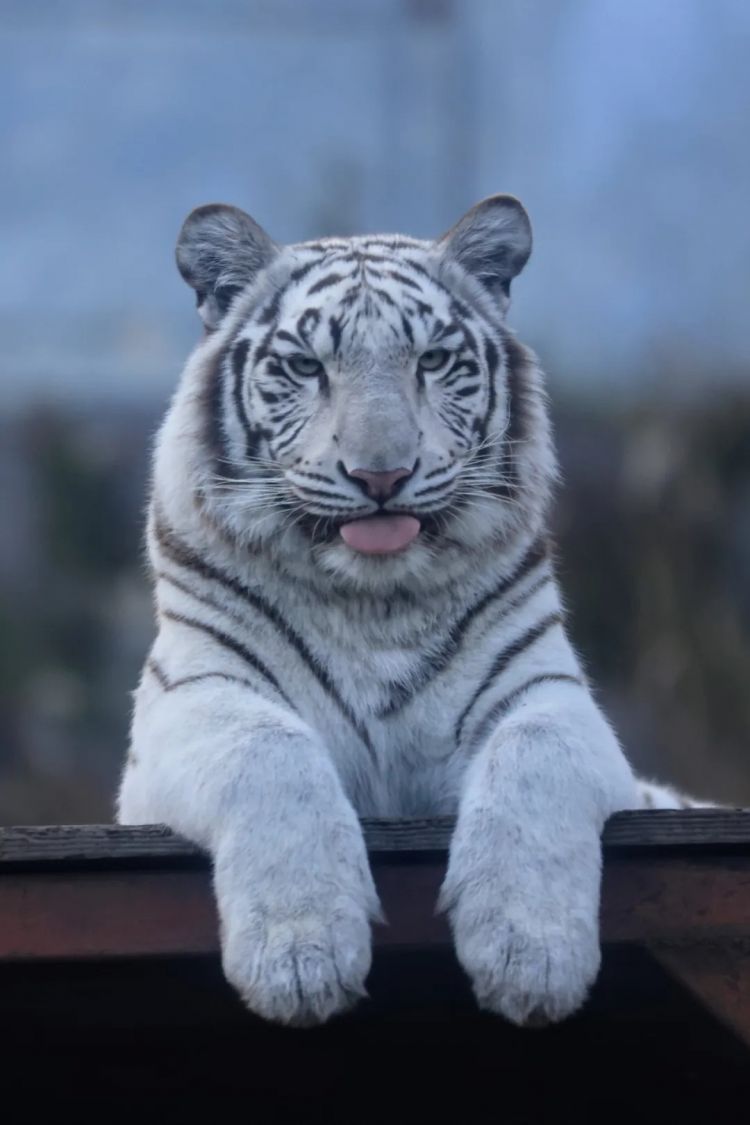 第269期:日本投入62亿应对熊害;松田圣子加盟红白;堂本光一宣布结婚;日本出生 第269期:日本投入62亿应对熊害;松田圣子加盟红白;堂本光一宣布结婚;日本出生