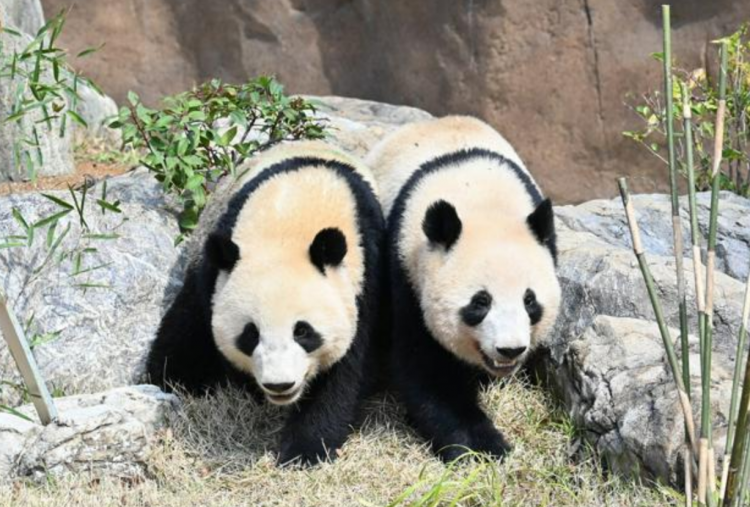 上野双胞胎熊猫迎来在日本最后的开放日