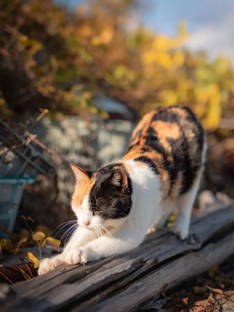 第270期：元旦结婚潮 日剧吧四大台柱均已结婚；印度超越日本成第四大经济体？永野芽郁更新博客 | 百通板