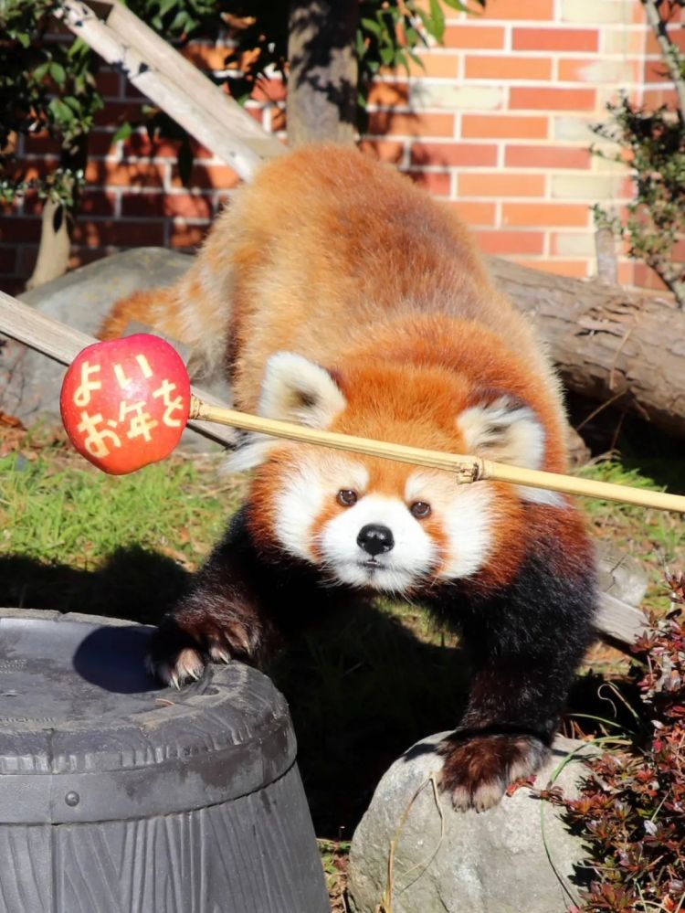 第269期:日本投入62亿应对熊害;松田圣子加盟红白;堂本光一宣布结婚;日本出生 第269期:日本投入62亿应对熊害;松田圣子加盟红白;堂本光一宣布结婚;日本出生