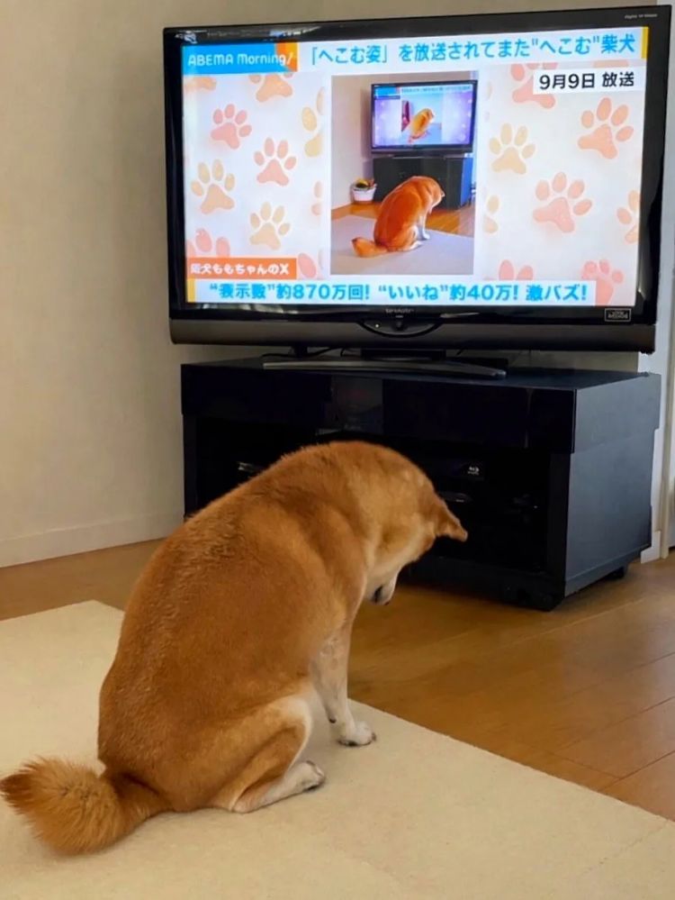 第270期：元旦结婚潮 日剧吧四大台柱均已结婚；印度超越日本成第四大经济体？永野芽郁更新博客 | 百通板