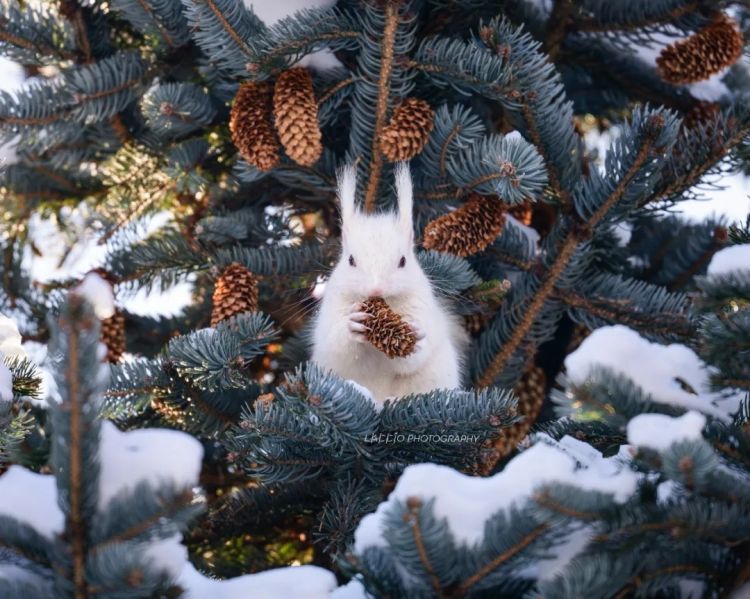 第269期:日本投入62亿应对熊害;松田圣子加盟红白;堂本光一宣布结婚;日本出生 第269期:日本投入62亿应对熊害;松田圣子加盟红白;堂本光一宣布结婚;日本出生