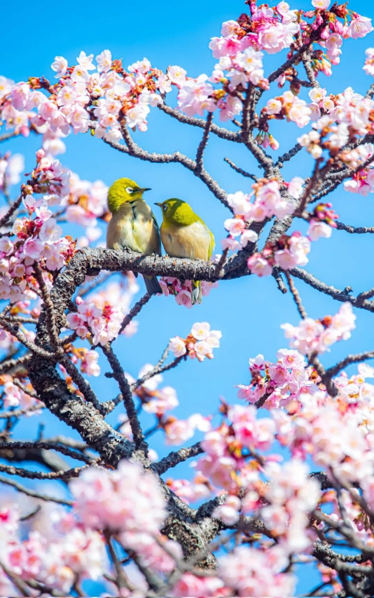 第272期:日本将提前大选 创下最快记录?日本前首相退出政坛 曾颁布令和年号;米仓凉子再陷涉毒疑云 | 百通板 第272期:日本将提前大选 创下最快记录?日本前首相退出政坛 曾颁布令和年号;米仓凉子再陷涉毒疑云 | 百通板