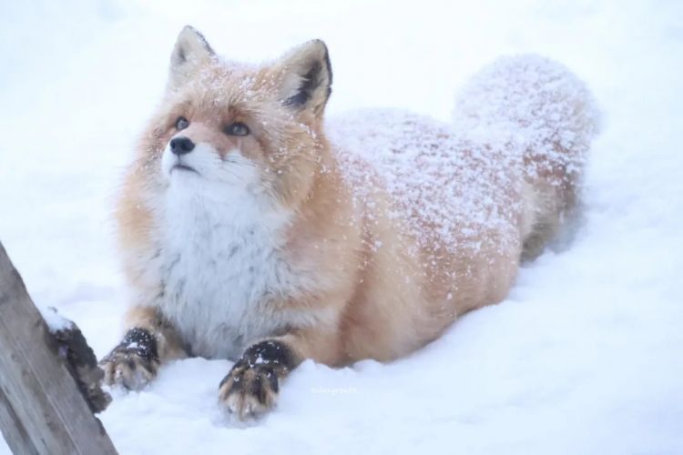 第271期：中国对日本实施出口管制；北海道餐馆墙壁藏尸？高市早苗将解散众议院 日本或提前大选？XG改名 | 百通板