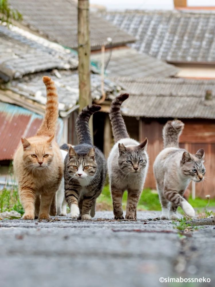 第269期:日本投入62亿应对熊害;松田圣子加盟红白;堂本光一宣布结婚;日本出生 第269期:日本投入62亿应对熊害;松田圣子加盟红白;堂本光一宣布结婚;日本出生