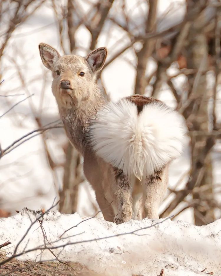 高市早苗连任;米兰冬奥男子花滑爆冷?《柯南》毛利兰声优病休 娜美声优代班?中森明菜复出巡演;| 百通板 高市早苗连任;米兰冬奥男子花滑爆冷?《柯南》毛利兰声优病休 娜美声优代班?中森明菜复出巡演;| 百通板
