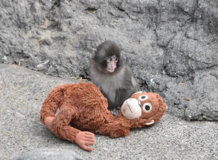 高市早苗连任;米兰冬奥男子花滑爆冷?《柯南》毛利兰声优病休 娜美声优代班?中森明菜复出巡演;| 百通板 高市早苗连任;米兰冬奥男子花滑爆冷?《柯南》毛利兰声优病休 娜美声优代班?中森明菜复出巡演;| 百通板