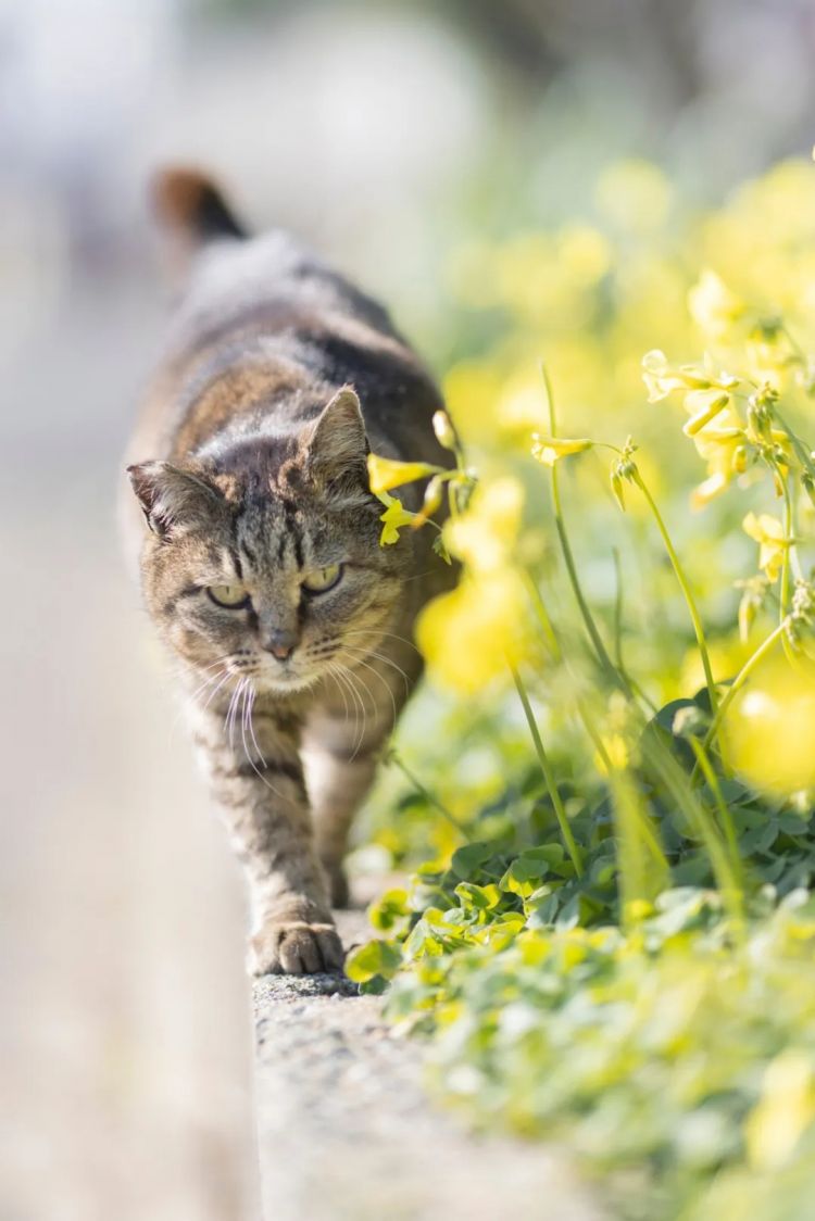 第273期：安倍晋三遇刺案宣判无期；提前大选 高市早苗支持率骤降？上野双胞胎熊猫回国 日本再无大熊猫？| 百通板