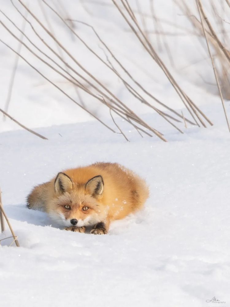 第273期：安倍晋三遇刺案宣判无期；提前大选 高市早苗支持率骤降？上野双胞胎熊猫回国 日本再无大熊猫？| 百通板