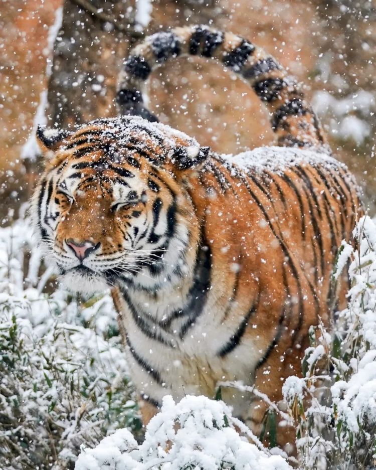 第274期：安倍晋三遇刺案山上彻也将上诉；日本新首相将于18日选出；米仓凉子复出？石原里美木村拓哉梦幻联动？| 百通板