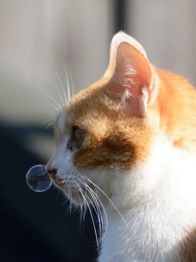 高市早苗连任;米兰冬奥男子花滑爆冷?《柯南》毛利兰声优病休 娜美声优代班?中森明菜复出巡演;| 百通板 高市早苗连任;米兰冬奥男子花滑爆冷?《柯南》毛利兰声优病休 娜美声优代班?中森明菜复出巡演;| 百通板