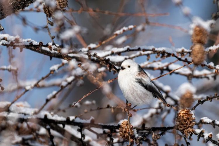 第274期：安倍晋三遇刺案山上彻也将上诉；日本新首相将于18日选出；米仓凉子复出？石原里美木村拓哉梦幻联动？| 百通板