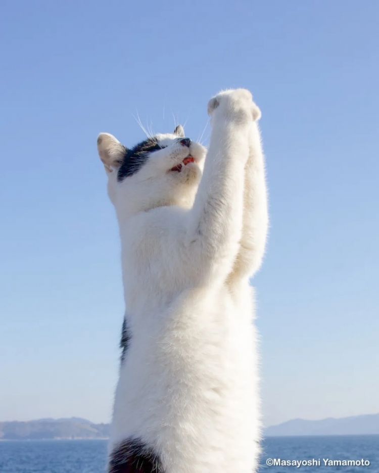 第273期：安倍晋三遇刺案宣判无期；提前大选 高市早苗支持率骤降？上野双胞胎熊猫回国 日本再无大熊猫？| 百通板