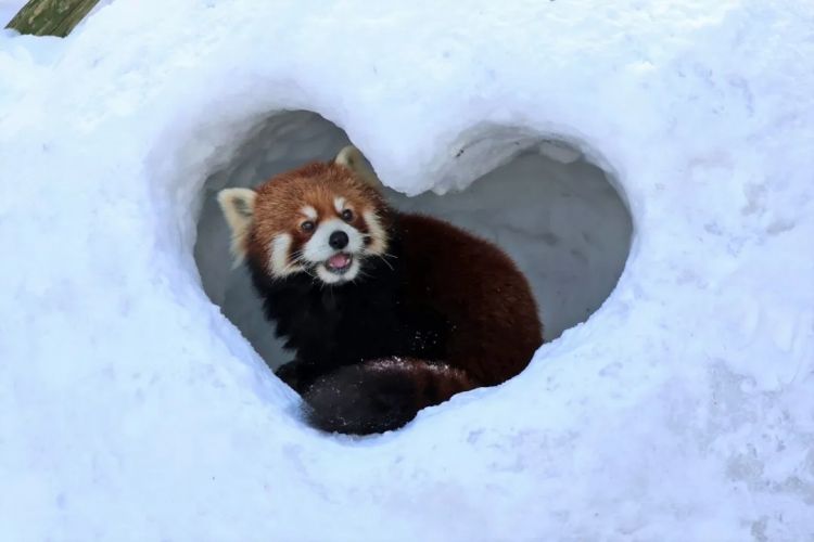 第275期：众议院选举大胜 日本进入高市早苗首相时代？米兰冬奥日本花滑团体摘银；平成的山口百惠闪婚？| 百通板