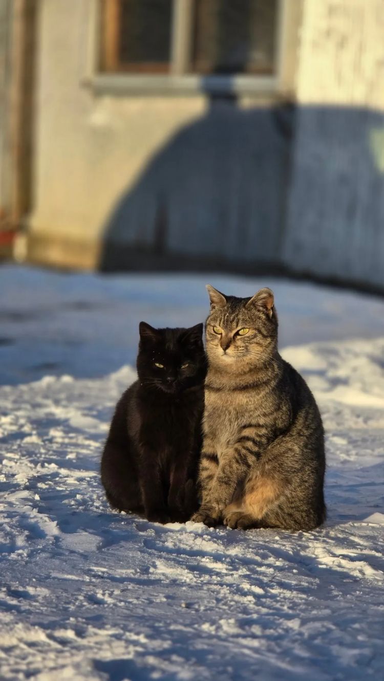第273期：安倍晋三遇刺案宣判无期；提前大选 高市早苗支持率骤降？上野双胞胎熊猫回国 日本再无大熊猫？| 百通板