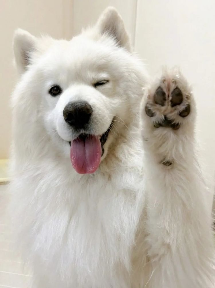 第277期：特朗普新关税再临？《EVA》官宣新作；东京晴空塔电梯突发故障？樱桃小丸子联动蜡笔小新；冬奥收官 | 百通板