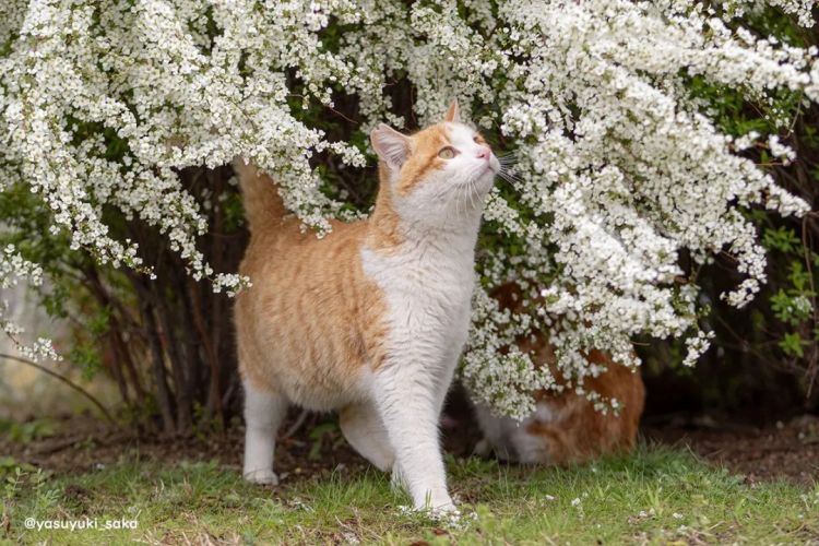 第280期：高市早苗否决女性天皇论？本田汽车估算巨额赤字？经典日剧《深夜食堂》将拍续集；第49届日本电影学院奖 | 百通板