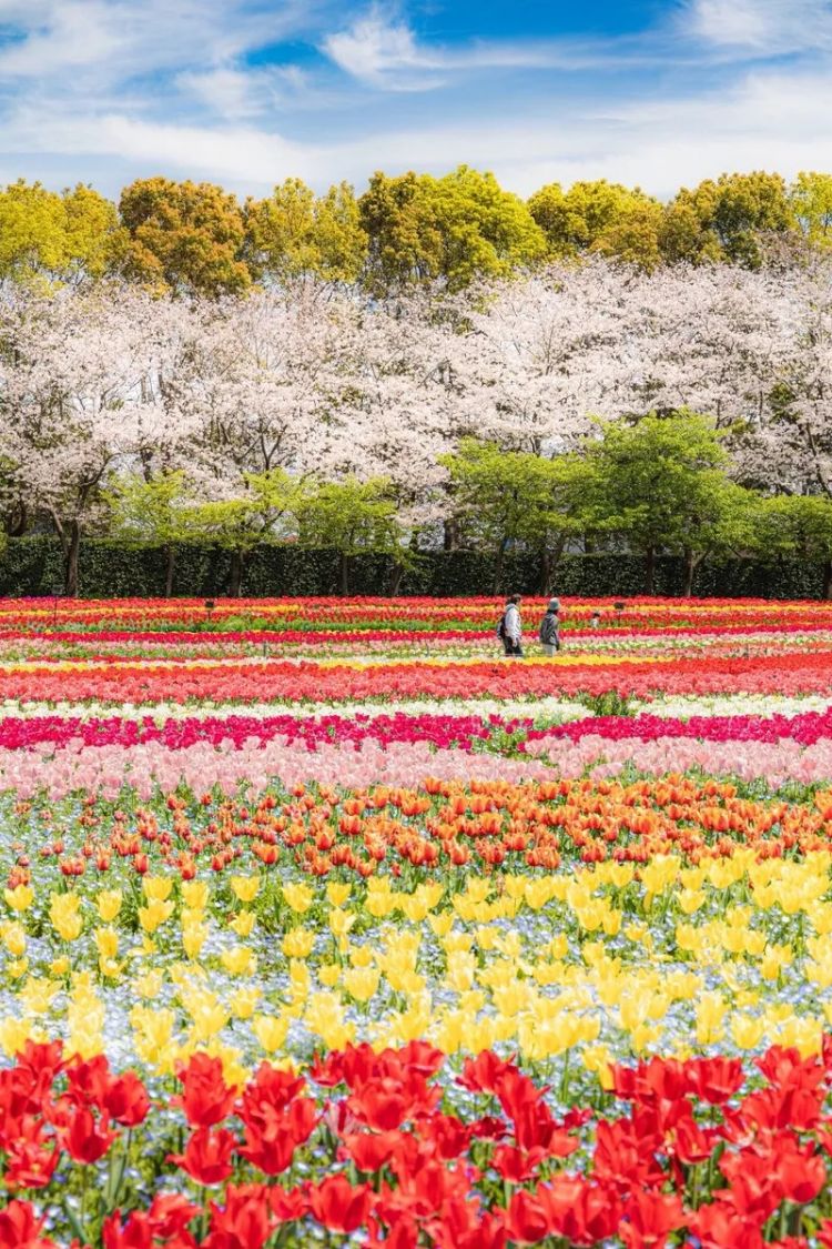 第281期：特朗普再提珍珠港？日本自卫队队员持刀闯入中国大使馆？拉布布X索尼将拍电影；索尼本田中止EV合作 | 百通板