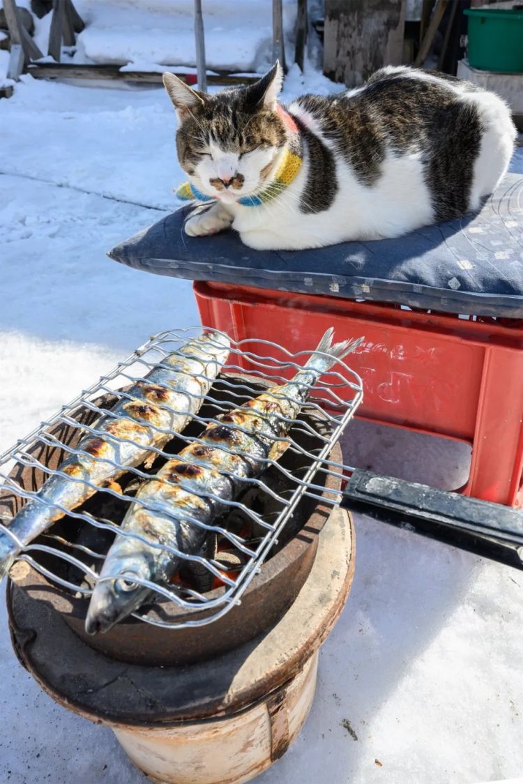 第278期：中国游客被撞身亡案开庭；小学馆包庇性犯罪编剧复出？宇多田光X樱桃小丸子联动；宝可梦30周年 | 百通板