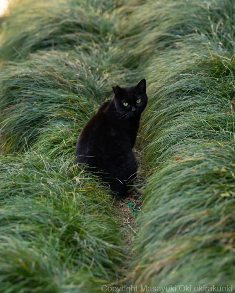 第277期：特朗普新关税再临？《EVA》官宣新作；东京晴空塔电梯突发故障？樱桃小丸子联动蜡笔小新；冬奥收官 | 百通板