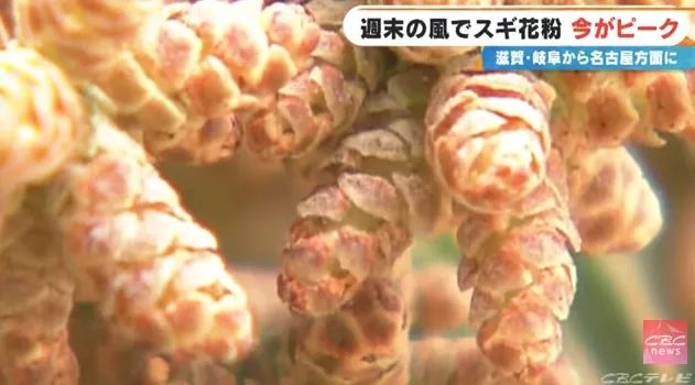 日本的花粉来了！今年堪比“致死量”级别……