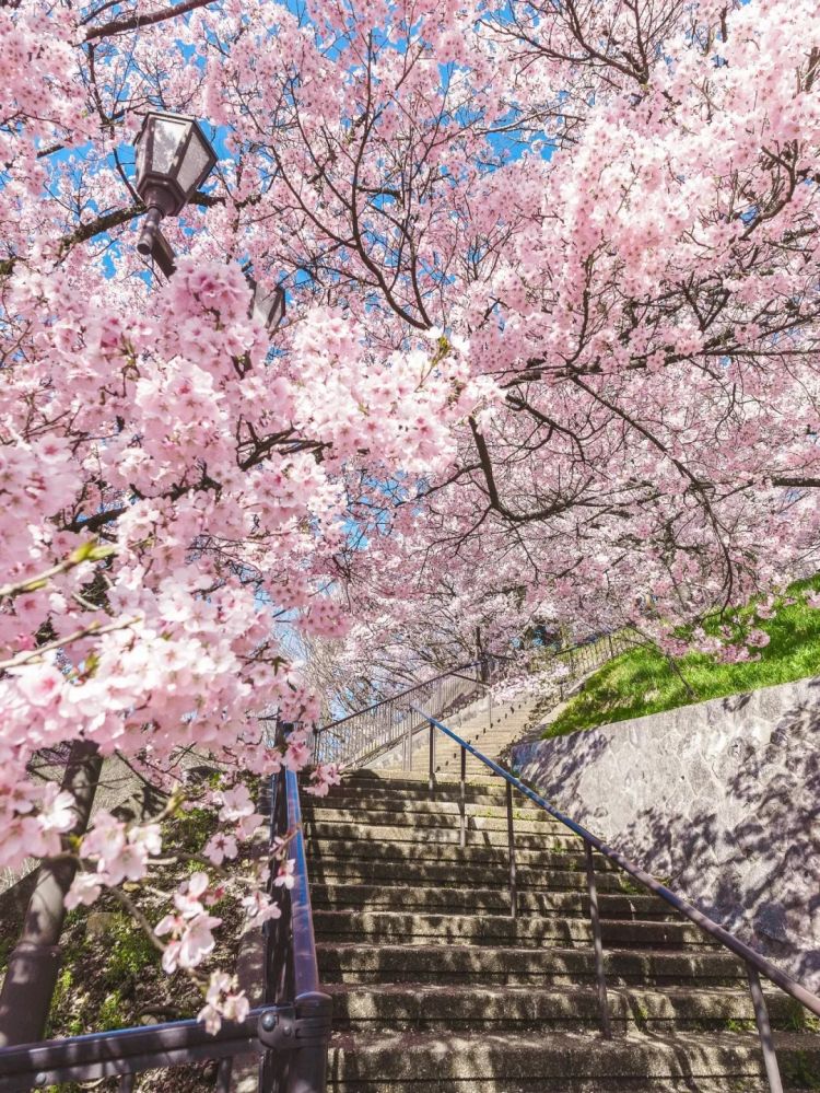 第280期：高市早苗否决女性天皇论？本田汽车估算巨额赤字？经典日剧《深夜食堂》将拍续集；第49届日本电影学院奖 | 百通板