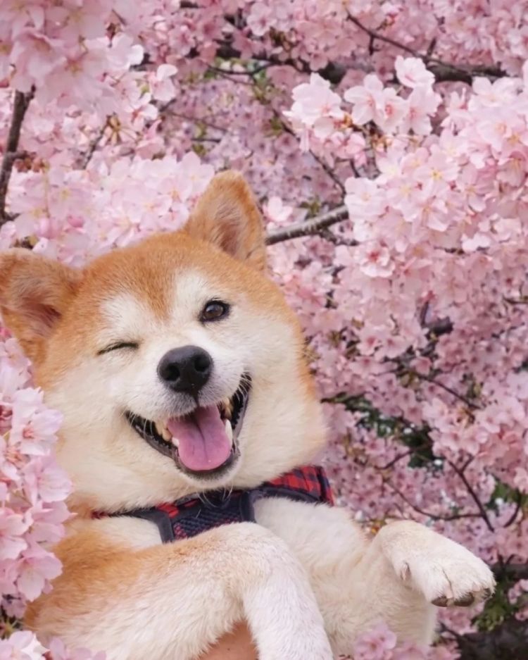 第279期：日本将征单身税？任天堂起诉特朗普？富士山再发登山事故；吴彦祖接替木村拓哉？| 百通板