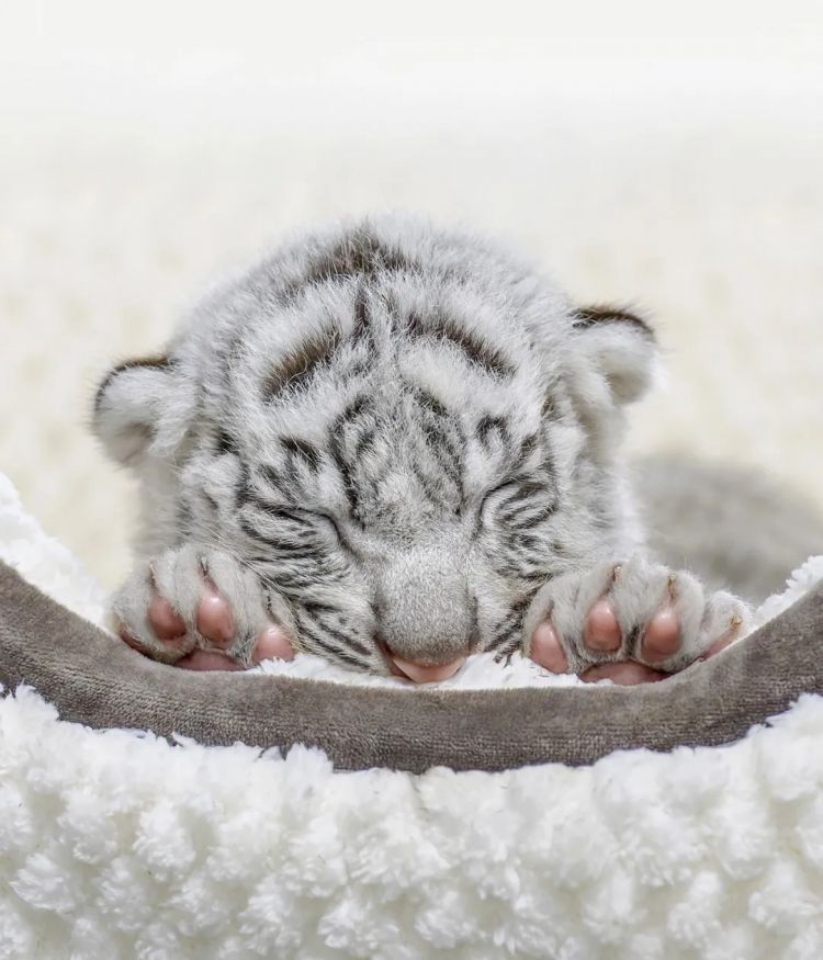 第278期：中国游客被撞身亡案开庭；小学馆包庇性犯罪编剧复出？宇多田光X樱桃小丸子联动；宝可梦30周年 | 百通板