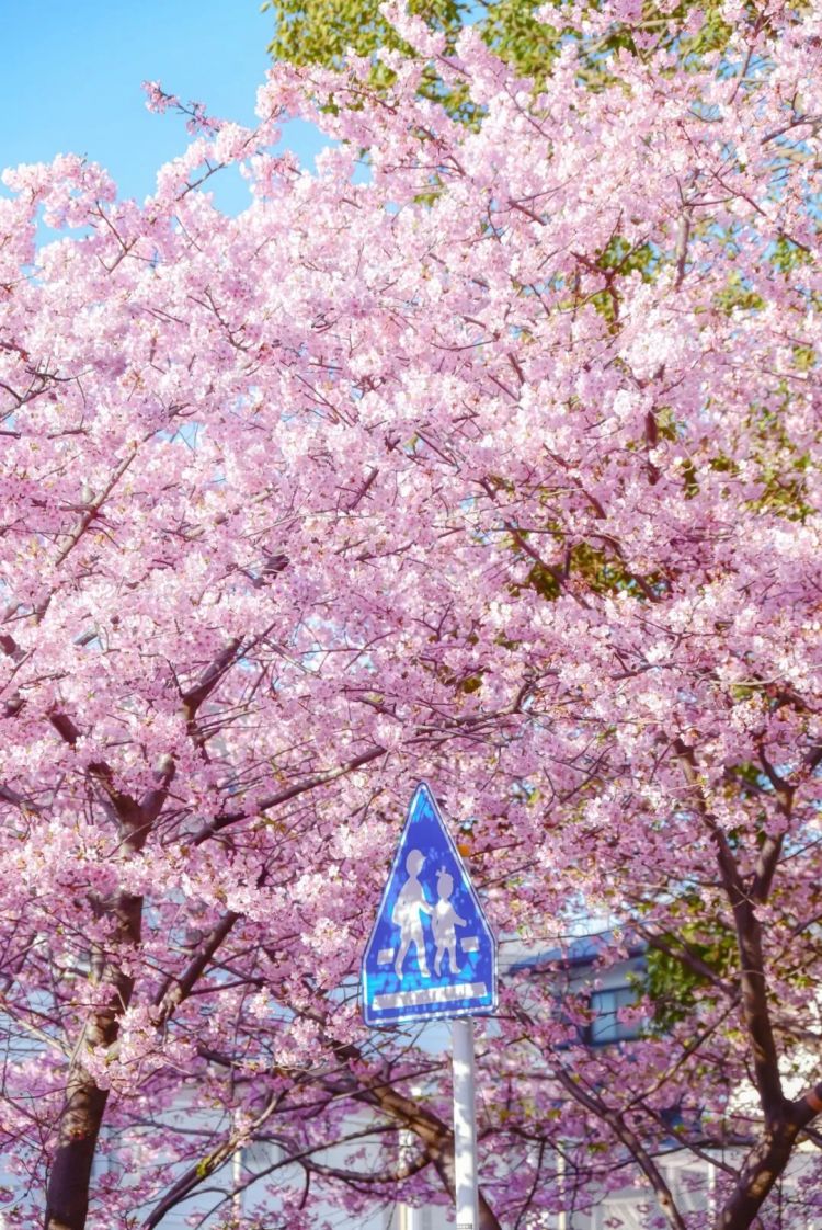 第281期：特朗普再提珍珠港？日本自卫队队员持刀闯入中国大使馆？拉布布X索尼将拍电影；索尼本田中止EV合作 | 百通板