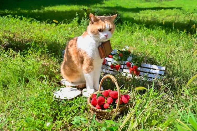 第280期：高市早苗否决女性天皇论？本田汽车估算巨额赤字？经典日剧《深夜食堂》将拍续集；第49届日本电影学院奖 | 百通板