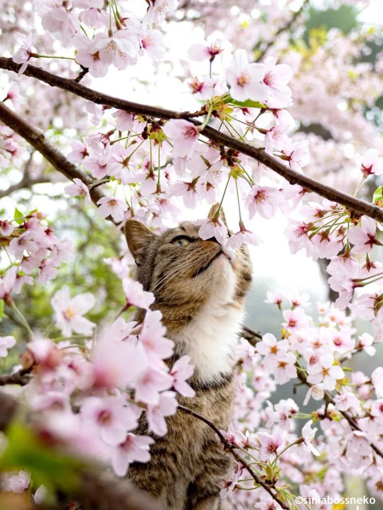 第281期：特朗普再提珍珠港？日本自卫队队员持刀闯入中国大使馆？拉布布X索尼将拍电影；索尼本田中止EV合作 | 百通板