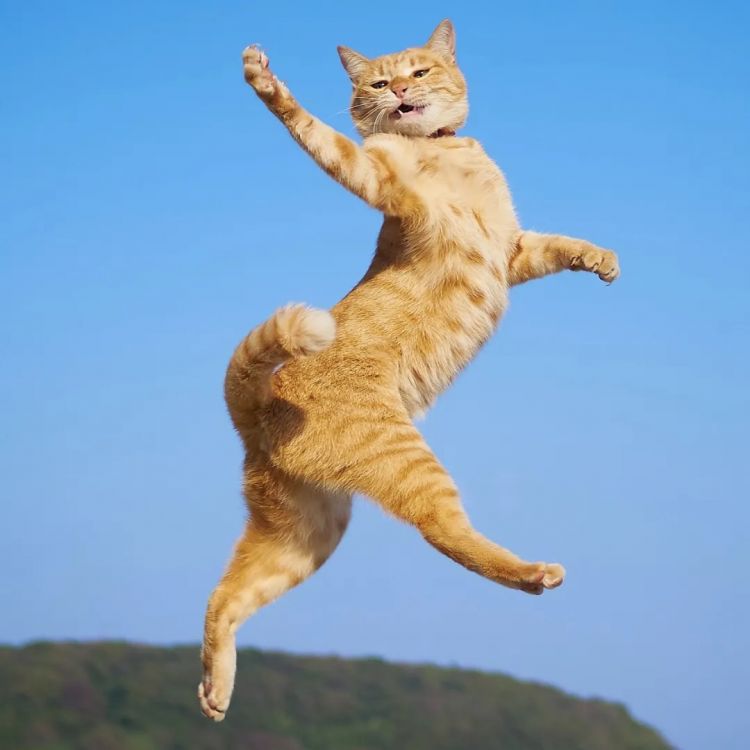 第277期：特朗普新关税再临？《EVA》官宣新作；东京晴空塔电梯突发故障？樱桃小丸子联动蜡笔小新；冬奥收官 | 百通板