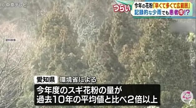 日本的花粉来了！今年堪比“致死量”级别……