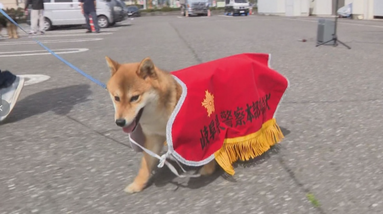 日本再度任命柴犬警犬 凭嗅觉优势跻身搜救一线