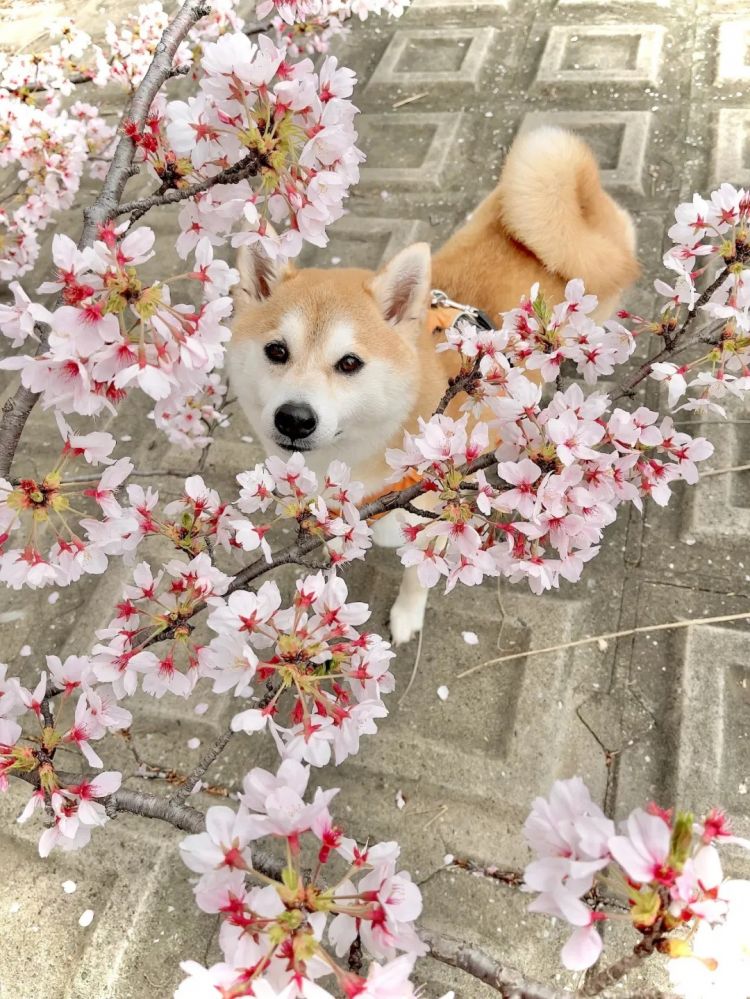 第283期：高市早苗公布个人资产？日本中学制服价格飙升 或统一制服？绫濑遥写3万封情书？| 百通板