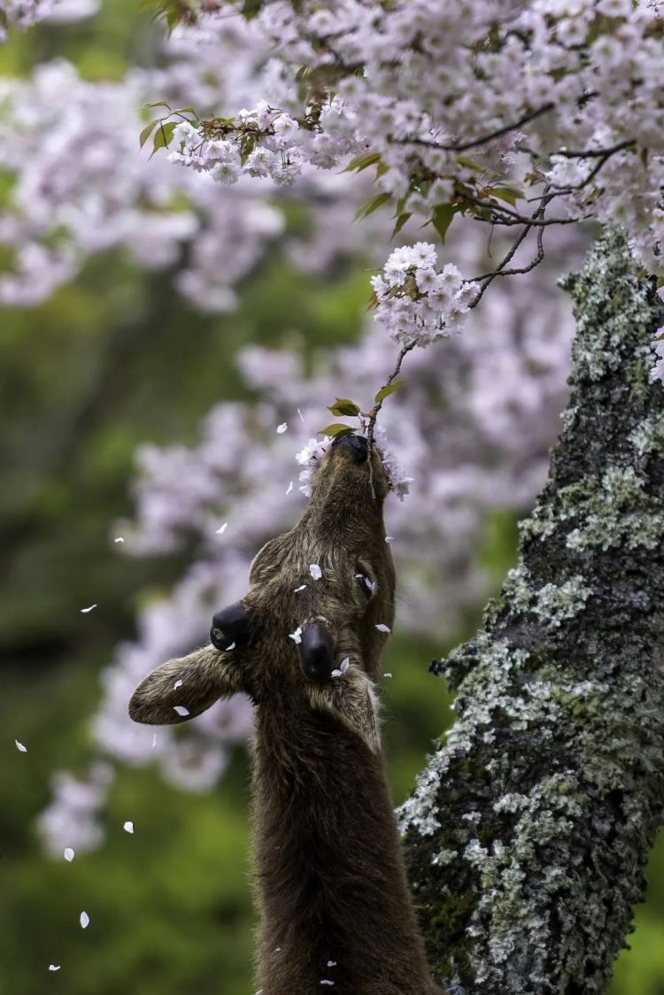 第284期：东京又发钱了？京都11岁男童遗体发现 其父涉嫌抛尸？藤井风首登科切拉；是枝裕和再入围戛纳 | 百通板