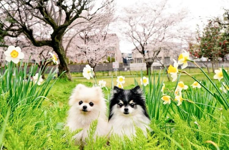 第283期：高市早苗公布个人资产？日本中学制服价格飙升 或统一制服？绫濑遥写3万封情书？| 百通板