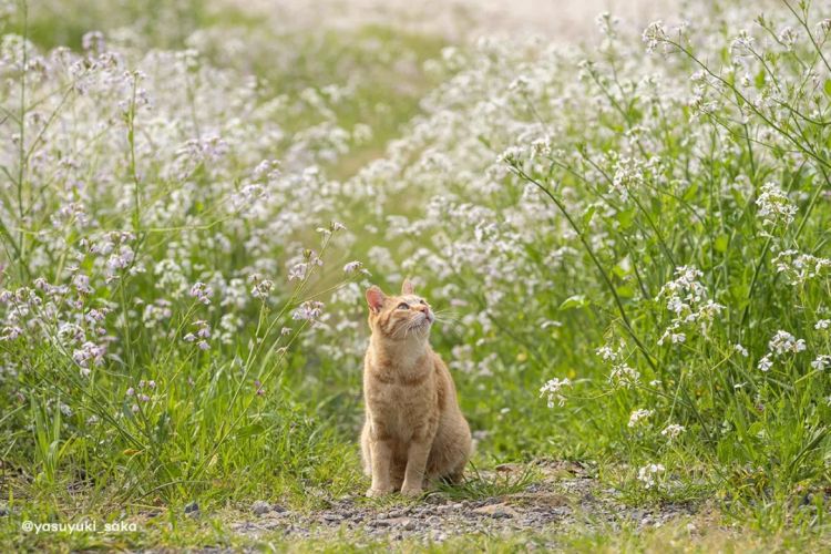 第283期：高市早苗公布个人资产？日本中学制服价格飙升 或统一制服？绫濑遥写3万封情书？| 百通板