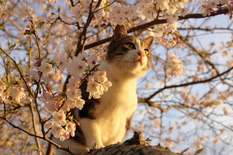 第283期：高市早苗公布个人资产？日本中学制服价格飙升 或统一制服？绫濑遥写3万封情书？| 百通板