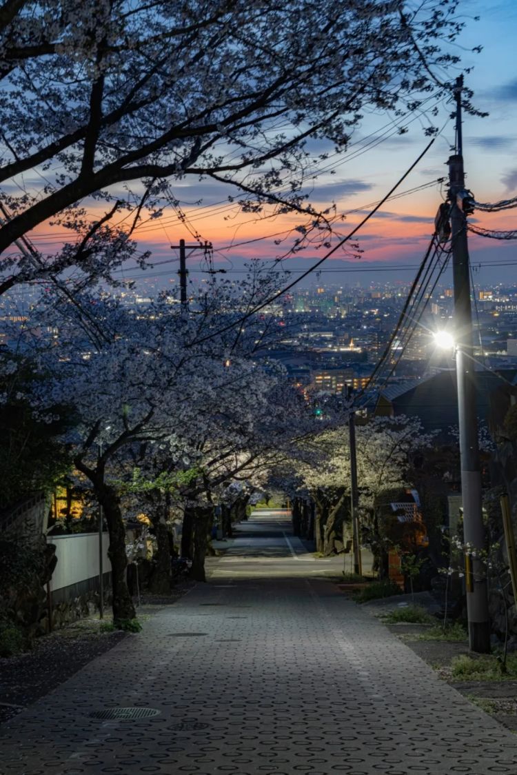 第284期：东京又发钱了？京都11岁男童遗体发现 其父涉嫌抛尸？藤井风首登科切拉；是枝裕和再入围戛纳 | 百通板