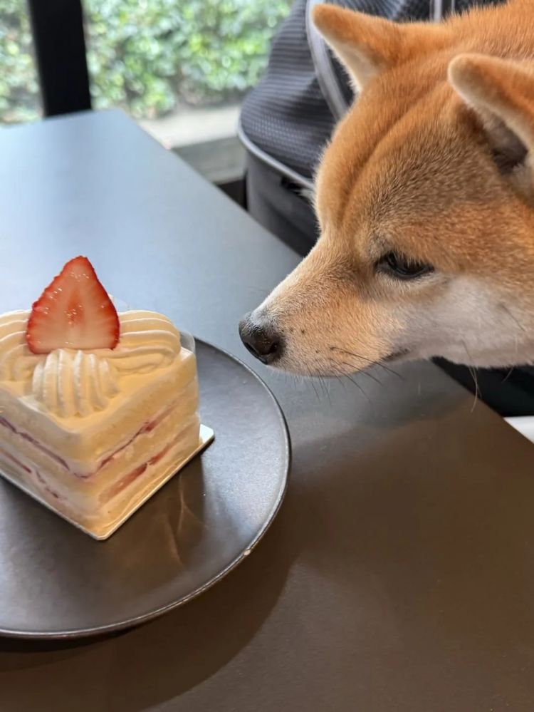 第282期:东京万人集会抗议高市早苗修宪?自卫队军官闯入中国大使馆;日本或于4月实现学校免费供餐?内田有纪X柏原崇秘密完婚?| 百通板 第282期:东京万人集会抗议高市早苗修宪?自卫队军官闯入中国大使馆;日本或于4月实现学校免费供餐?内田有纪X柏原崇秘密完婚?| 百通板