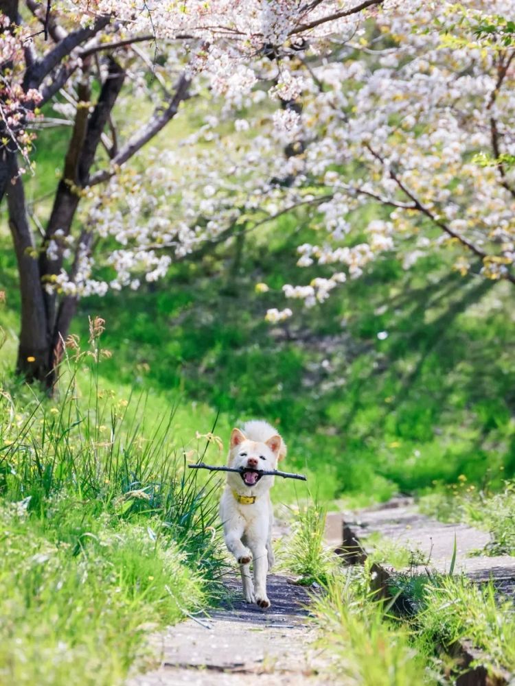 第282期:东京万人集会抗议高市早苗修宪?自卫队军官闯入中国大使馆;日本或于4月实现学校免费供餐?内田有纪X柏原崇秘密完婚?| 百通板 第282期:东京万人集会抗议高市早苗修宪?自卫队军官闯入中国大使馆;日本或于4月实现学校免费供餐?内田有纪X柏原崇秘密完婚?| 百通板